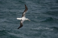 Albatros kralovsky - Diomedea epomophora - Southern Royal Albatross 7722